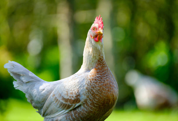 istock Domestic chickens as seen in a large garden in spring 658156120