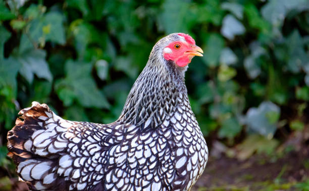 istock Domestic chickens as seen in a large garden in spring 658156212