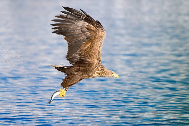 ergriffen werden - white tailed eagle sea eagle eagle sea stock-fotos und bilder