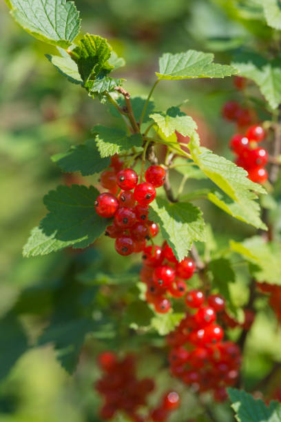 istock Fresh ripe red currants in the garden 658156540