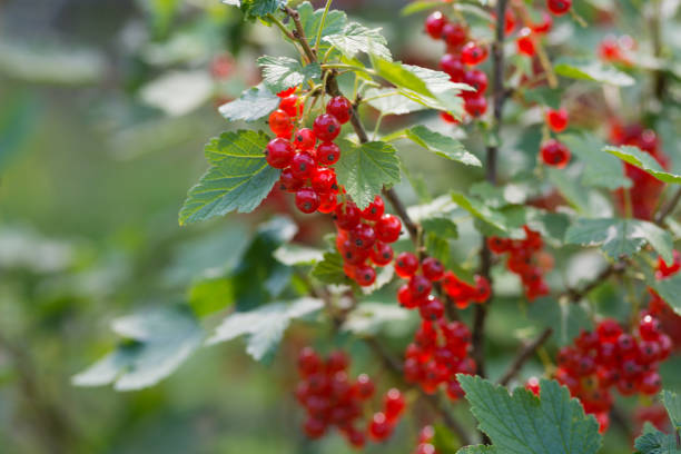 Fresh bunch of red currants (Ribes rubrum) on bush growing in homemade garden. Blurred stems and green leaves in the background. Illuminated by sunlight. Close-up.