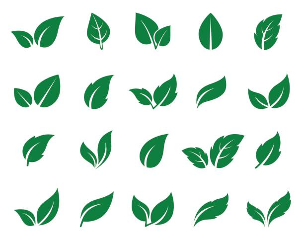 ilustraciones, imágenes clip art, dibujos animados e iconos de stock de conjunto de iconos de hoja verde - tea crop leaf freshness organic