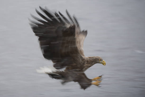 der angriff - white tailed eagle sea eagle eagle sea stock-fotos und bilder