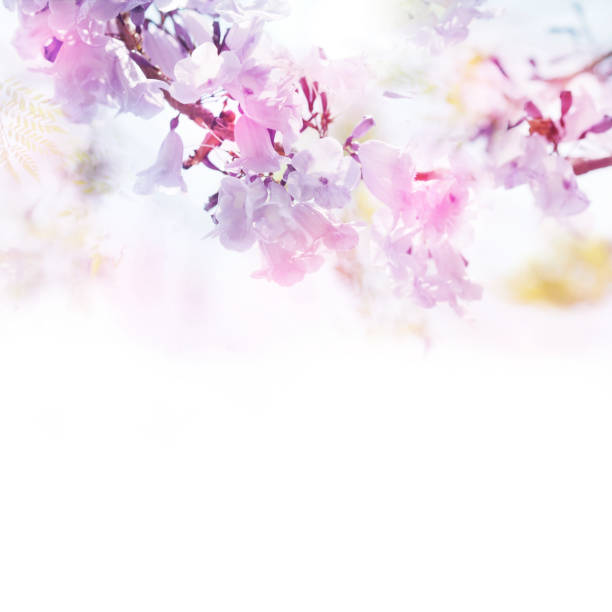 istock Spring violet flowers soft style with vintage filter effect. Floral design background 658157554