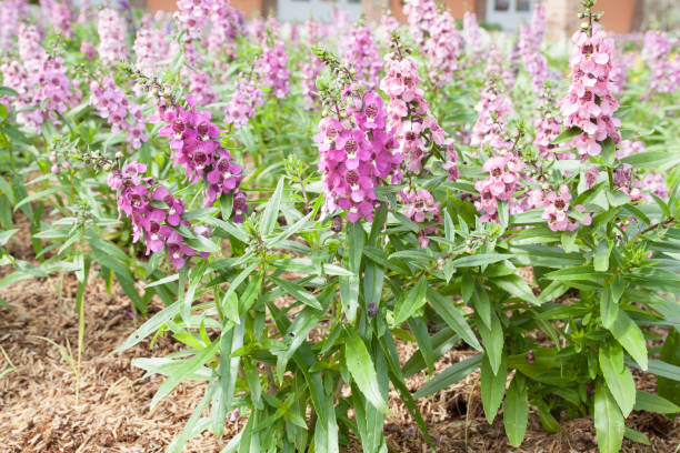 istock forget me not pink flowers in spring closeup 658157876