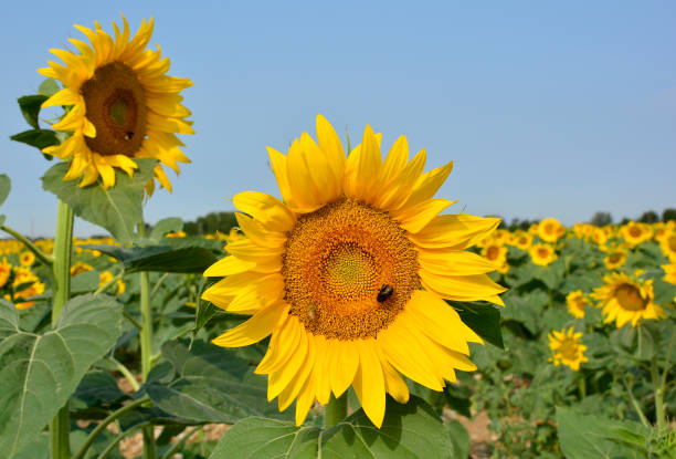 istock Sunflower Field in Friuli 658160352