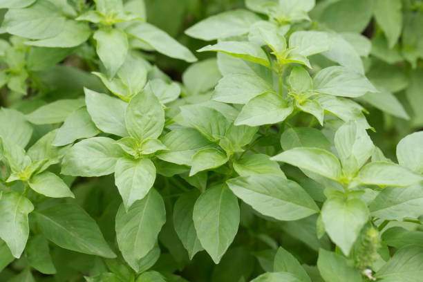 istock Sweet basil in garden 658163770