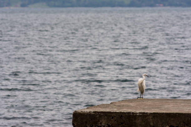 Snowy Egret Heron bird stands on the corner of a concrete jetty pier watching over a large lake back drop.