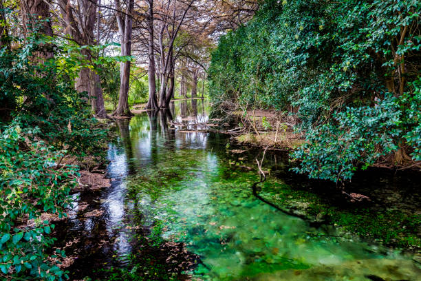 istock Fall foliage on the crystal clear Frio River in Texas. 658164234