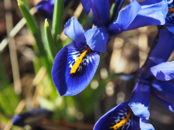 istock Iris reticulata Iridodictyum growing in wildlife. Macro 658165106