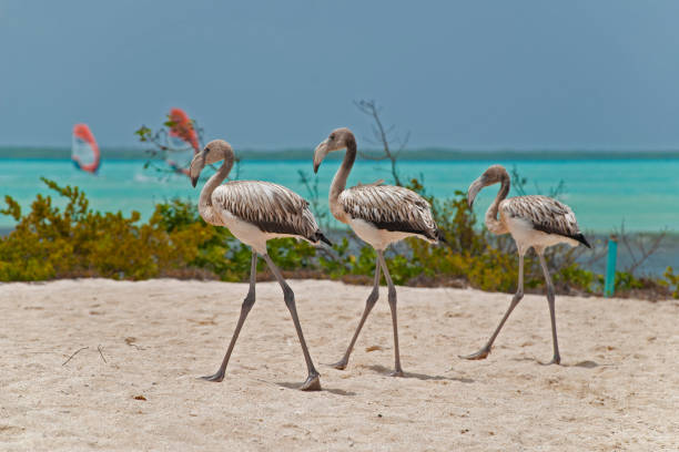 Young caribbean flamingoes stock photo