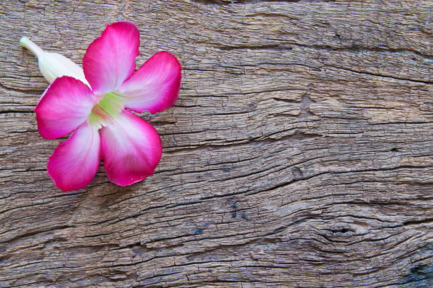 istock Pink azalea flower on wood background 658170776