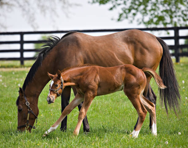 istock Mother and Child 658170854
