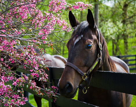 Thoroughbred horses are a common sight in rural Kentucky