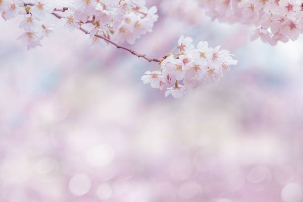 istock Cherry blossom in spring for background or copy space for text 658170890