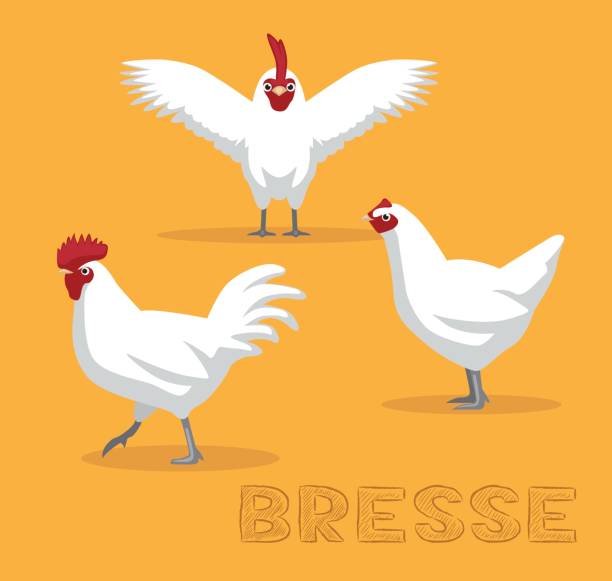 illustrazioni stock, clip art, cartoni animati e icone di tendenza di illustrazione vettoriale cartone animato di chicken bresse - bresse