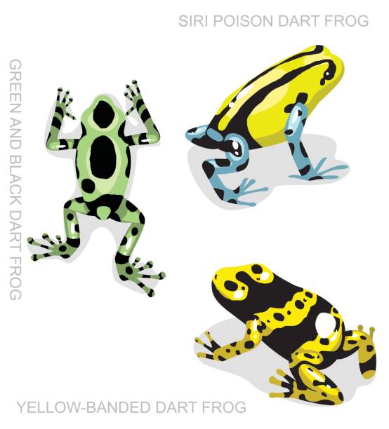 개구리 독 다트 개구리 개구리 설정된 만화 벡터 일러스트 레이 션 2 - blue poison arrow frog stock illustrations