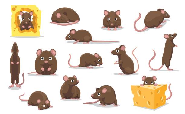 ilustraciones, imágenes clip art, dibujos animados e iconos de stock de lindo marrón rata varias poses dibujos animados vector ilustración - ratón animal