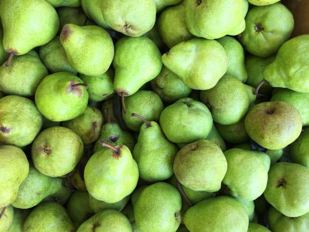 Green anjou pears freshly picked in the Pacific Northwest