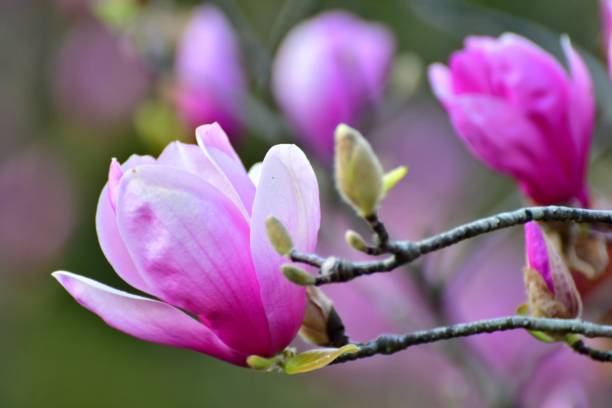 istock Magnolia liliiflora / Lily Magnolia 658178766