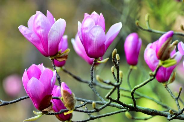 istock Magnolia liliiflora / Lily Magnolia 658178770