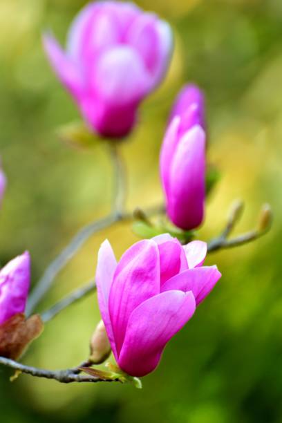istock Magnolia liliiflora / Lily Magnolia 658178886