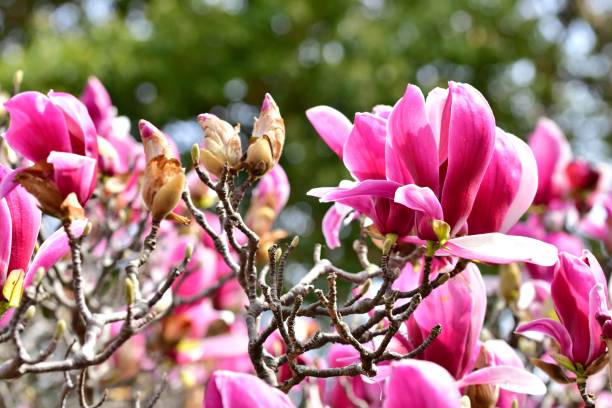 istock Magnolia liliiflora / Lily Magnolia 658181020