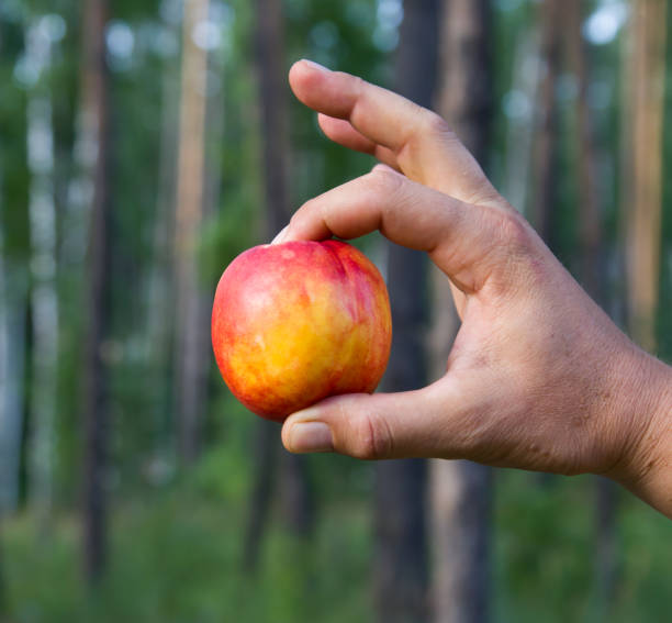 istock peach in hand on nature 658181086