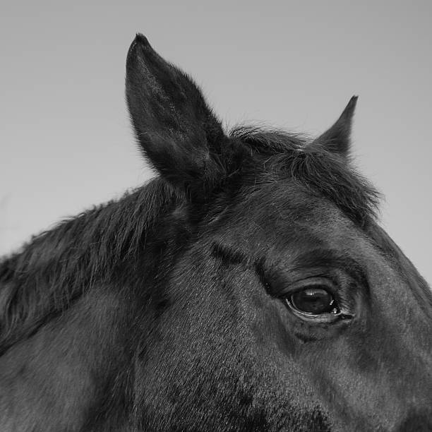 istock Close-Up Of Black Horse 658181181