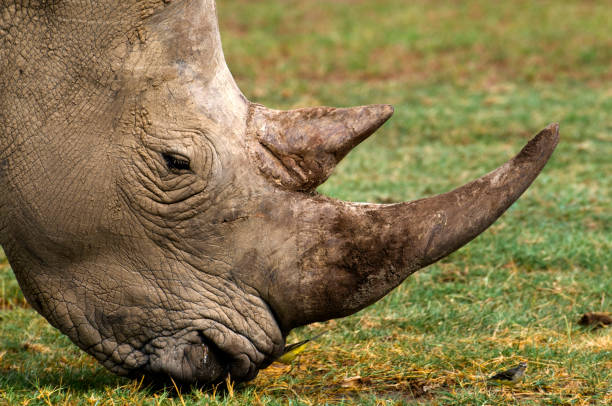 rhino porträt - lake nakuru stock-fotos und bilder