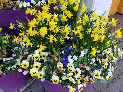 pansies, daffodils, spring