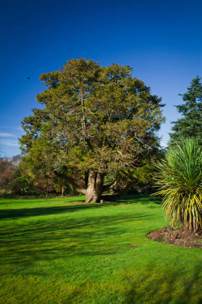 Very Old Yew tree in formal garden in Scotland. Blue sky in the background.