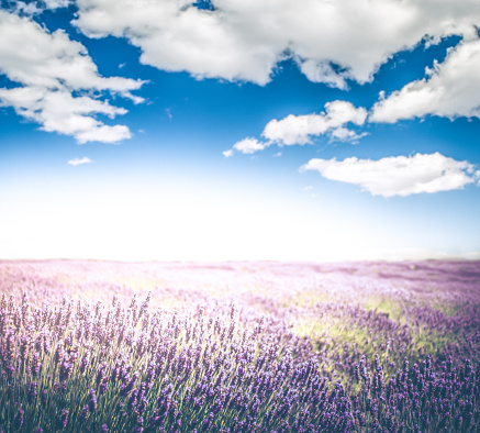 A beautiful composite photograph of a lavender field with a vibrant sky near sunset.