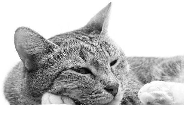 istock Closeup young short hair cat with his head on his paws 658186068
