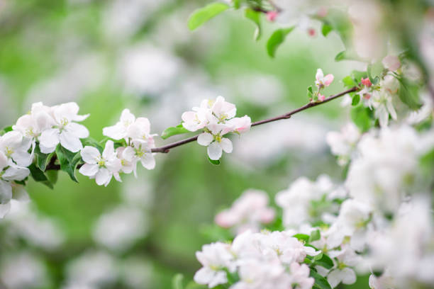 istock Flowers of the cherry blossoms on a spring day 658188176