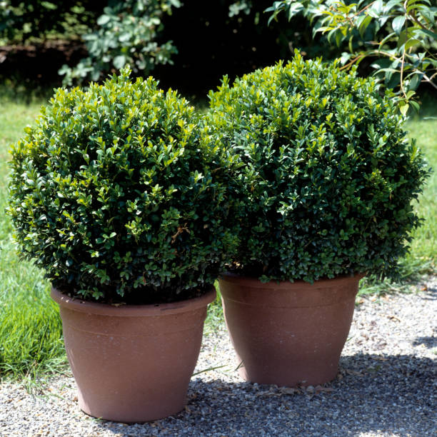 istock Buxus, sempervirens plant in pot 658188362