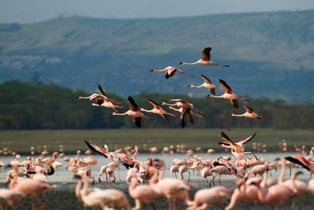 istock Flamingos at lake Nakuro 658189068