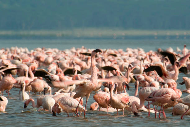 istock Flamingos at lake Nakuru 658191734