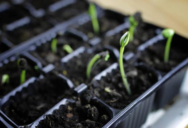 girasol de semilla de plántulas de verano - growth development sunflower progress fotografías e imágenes de stock