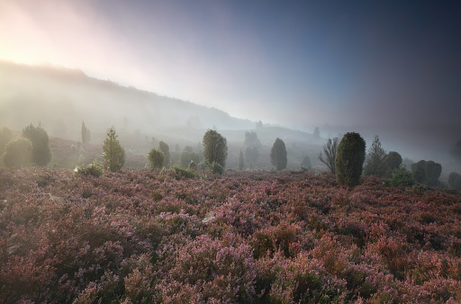 misty morning over hills with wildflowers and junipers