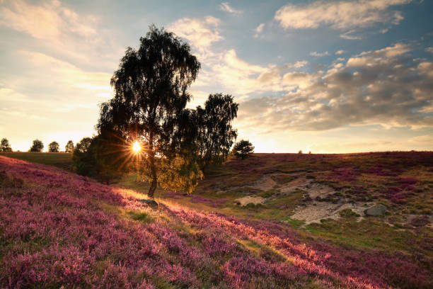 istock sunbeams through birch tree and heather flowers 658192896