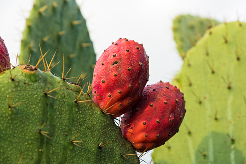 Red prickly pears in morning moisture