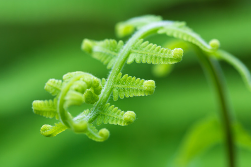 Fern frond with spiral shape