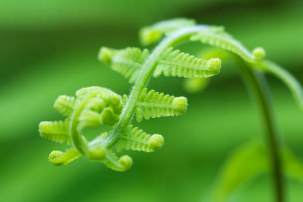 Fern frond with spiral shape Fern frond with spiral shape fiddle head stock pictures, royalty-free photos & images