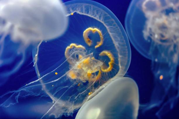 Jellyfish on the aquarium Jellyfish on the aquarium close up tremoctopus gelatus stock pictures, royalty-free photos & images