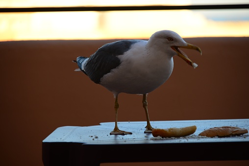 Seagull, Spain, Huelva, Railings, Breakfast, Bread