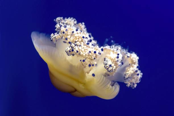Jellyfish on the aquarium Jellyfish on the aquarium close up tremoctopus gelatus stock pictures, royalty-free photos & images