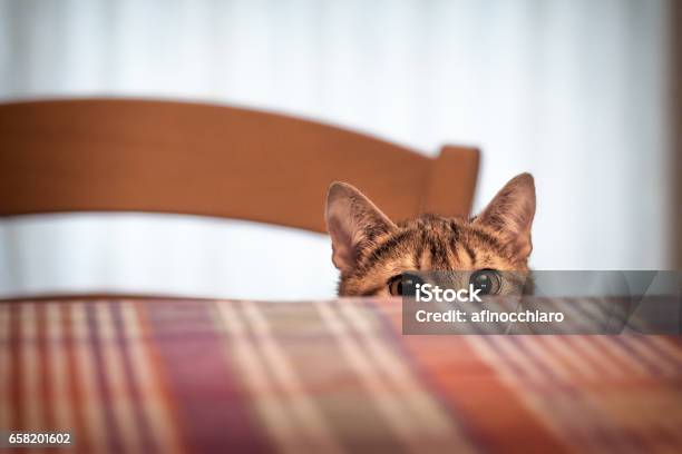 Kucing Bersembunyi Di Bawah Meja Foto Stok - Unduh Gambar Sekarang