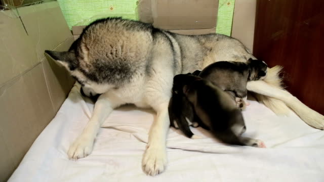 Siberian Husky feeds hungry puppies.
