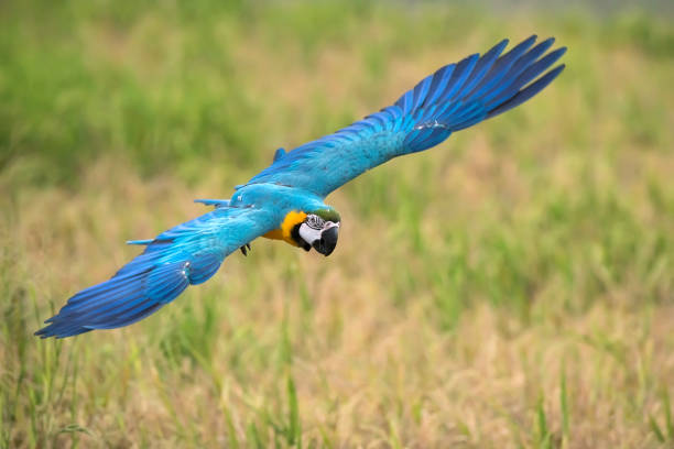 istock blue and gold macaw flying in rice field 658205884
